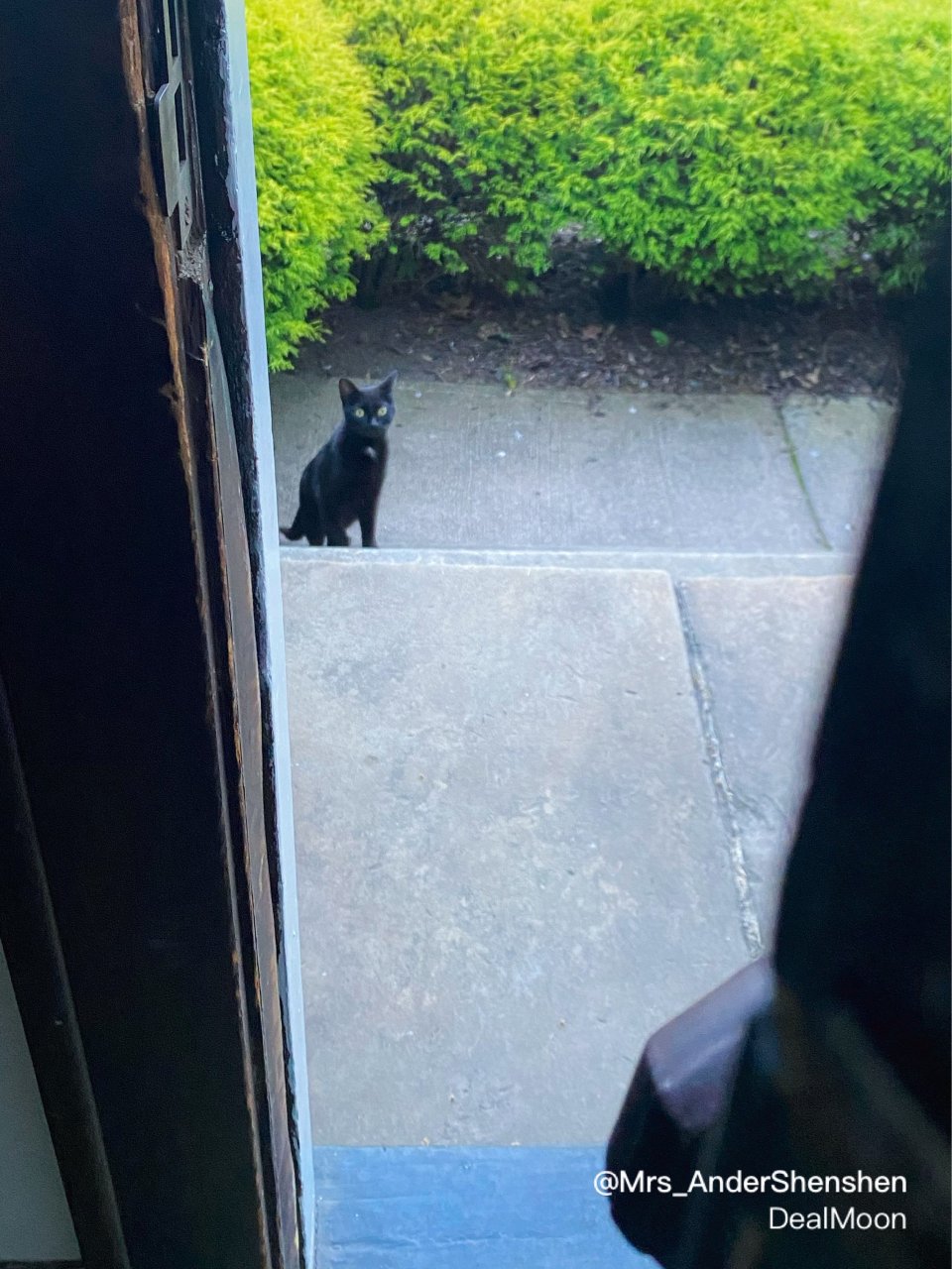 怎么舍得把你拒之门外｜炎夏时节流浪猫救助...