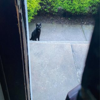 怎么舍得把你拒之门外｜炎夏时节流浪猫救助...