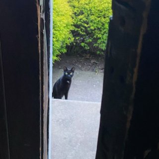怎么舍得把你拒之门外｜炎夏时节流浪猫救助...