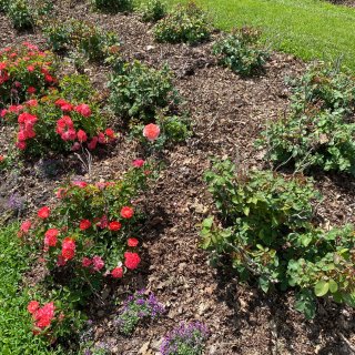  Lyndale Park Garden...