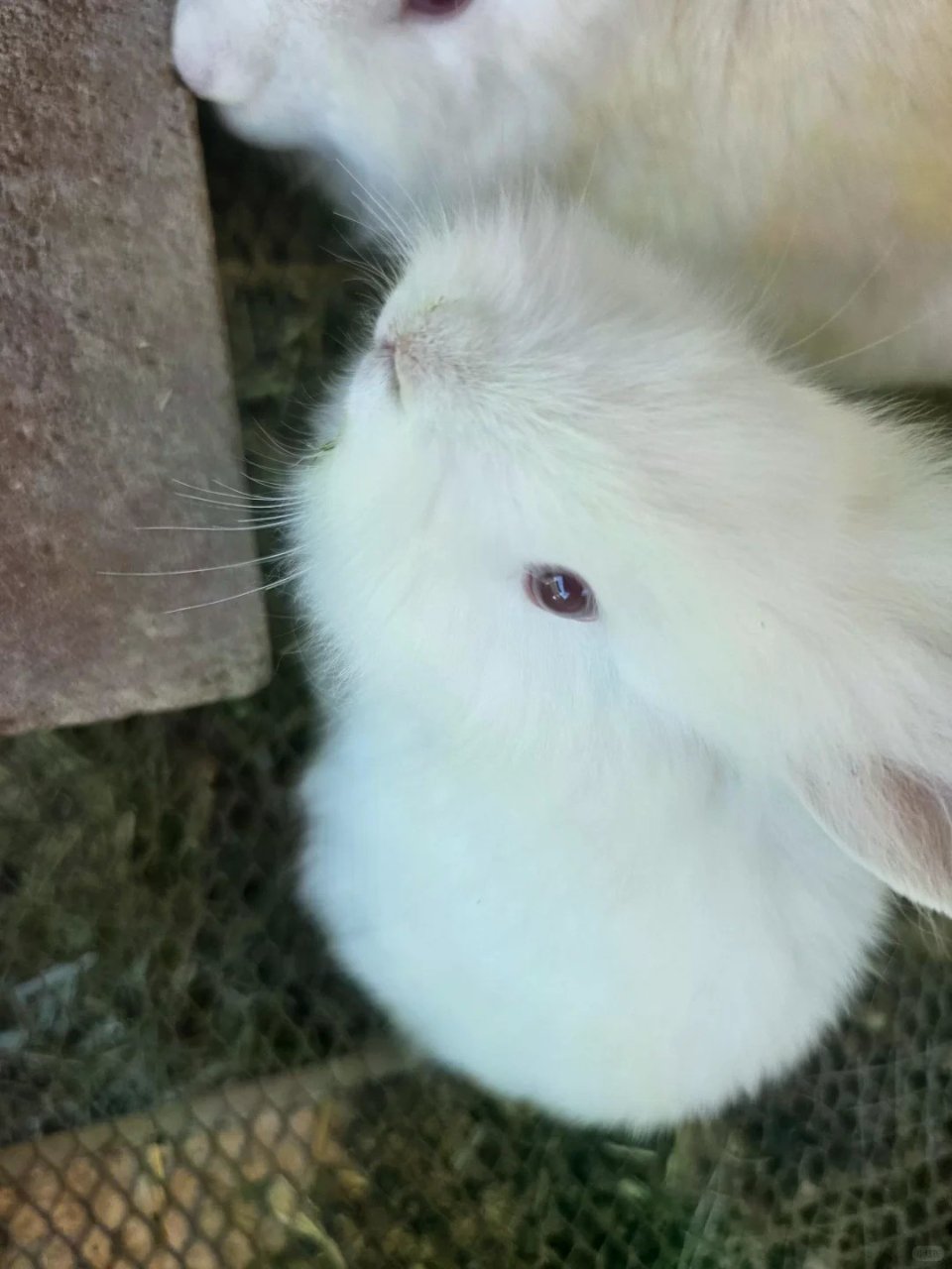 洛杉矶baldwin park可爱小兔子...