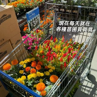 種花讓人開心🌸🪴🪻...