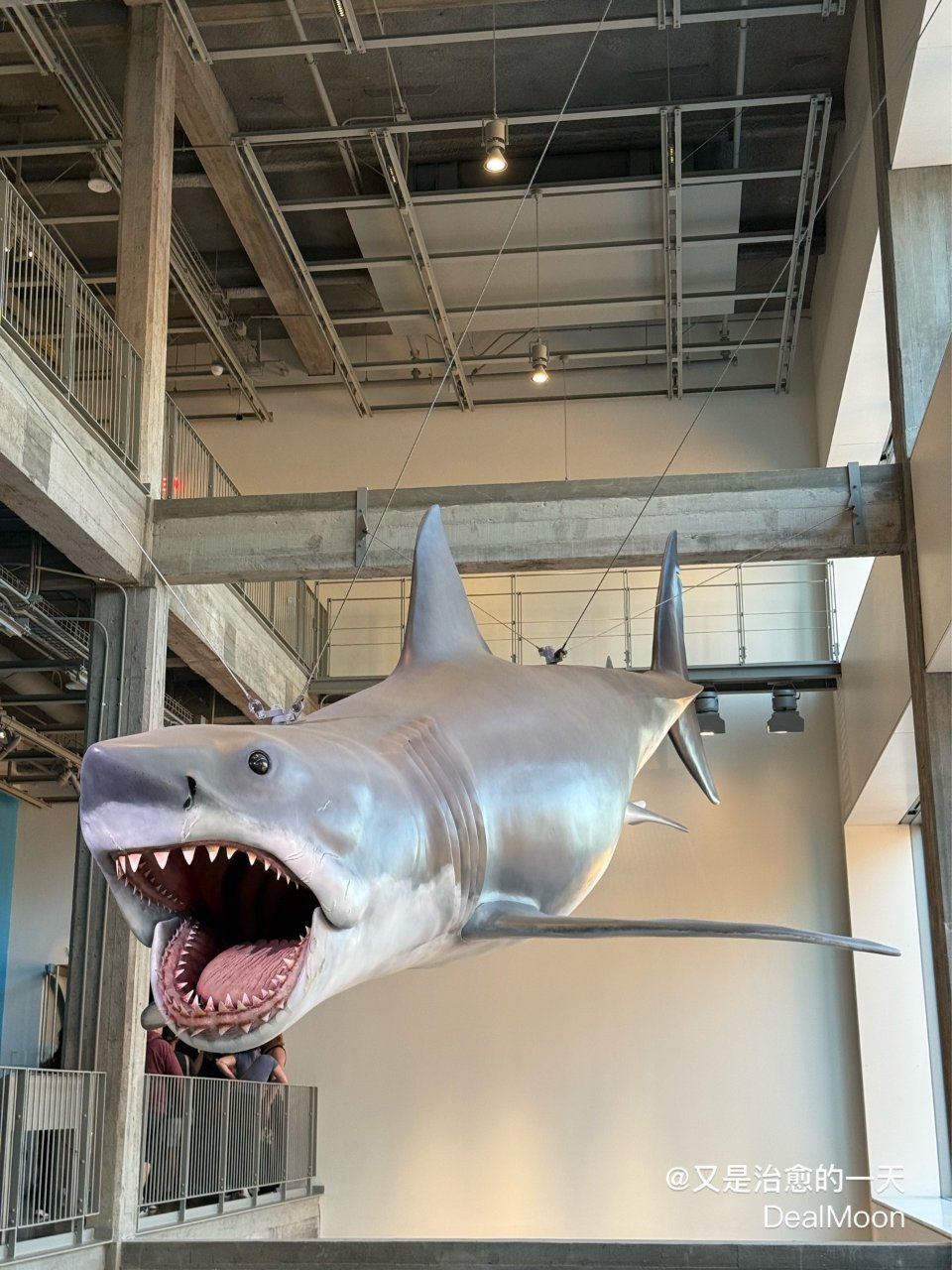 🎬《大白鲨》50周年纪念展 (Jaws:...