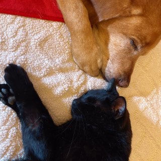 猫狗双全｜老年拉布的常见健康问题及照顾方...