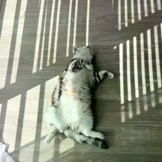 为什么猫猫夏天也要坚持晒太阳...