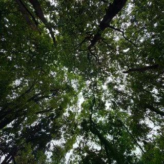 山、树与我