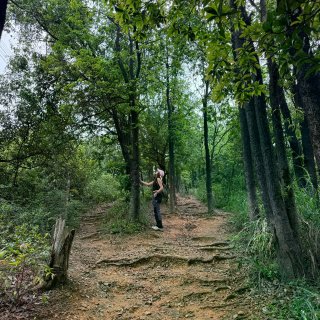 山、树与我