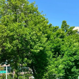 阳光明媚的西雅图🌷☀️...