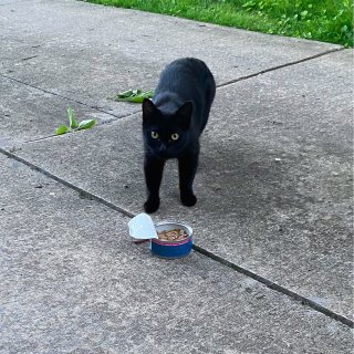怎么舍得把你拒之门外｜炎夏时节流浪猫救助...
