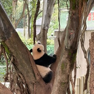 重庆👀准一线的天际线🐼熊猫看了...