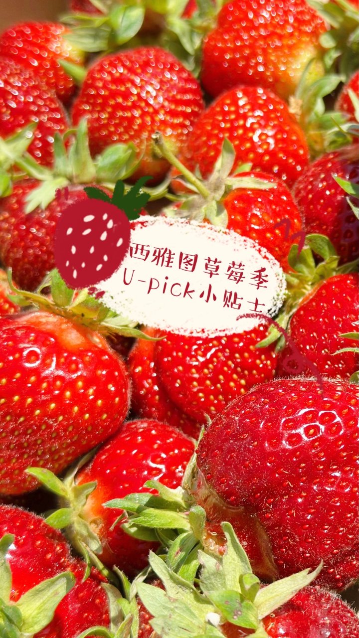 西雅图草莓季🍓U-pick农场推荐&小贴...