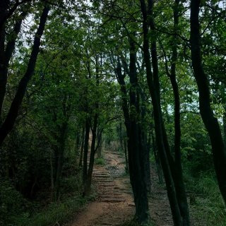 山、树与我