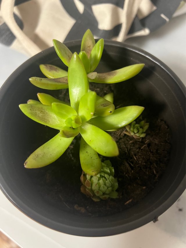 拯救我的小多肉，一份超实用的多肉晒...