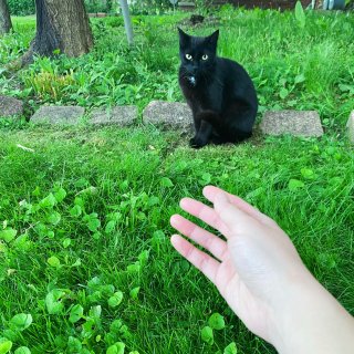 怎么舍得把你拒之门外｜炎夏时节流浪猫救助...