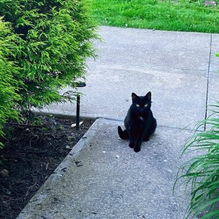 怎么舍得把你拒之门外｜炎夏时节流浪猫救助...