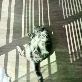 为什么猫猫夏天也要坚持晒太阳...
