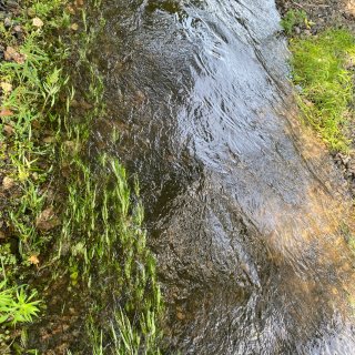 路过一条小溪💕小溪中的水草随水波摆动🍃在...