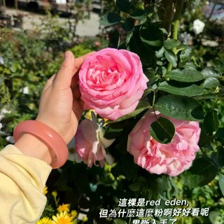 種花讓人開心🌸🪴🪻...