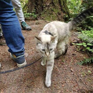 遛猫