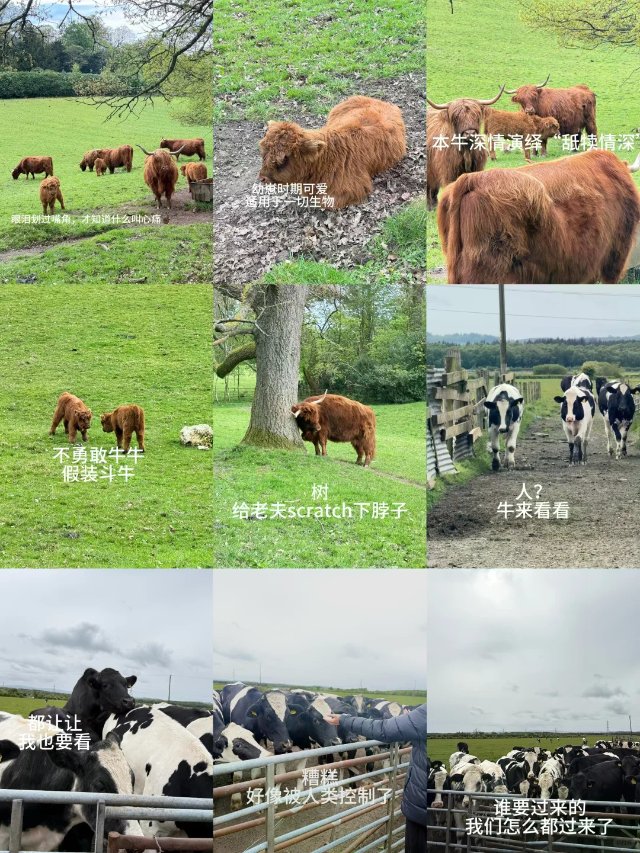 在格拉看到的牛牛合集