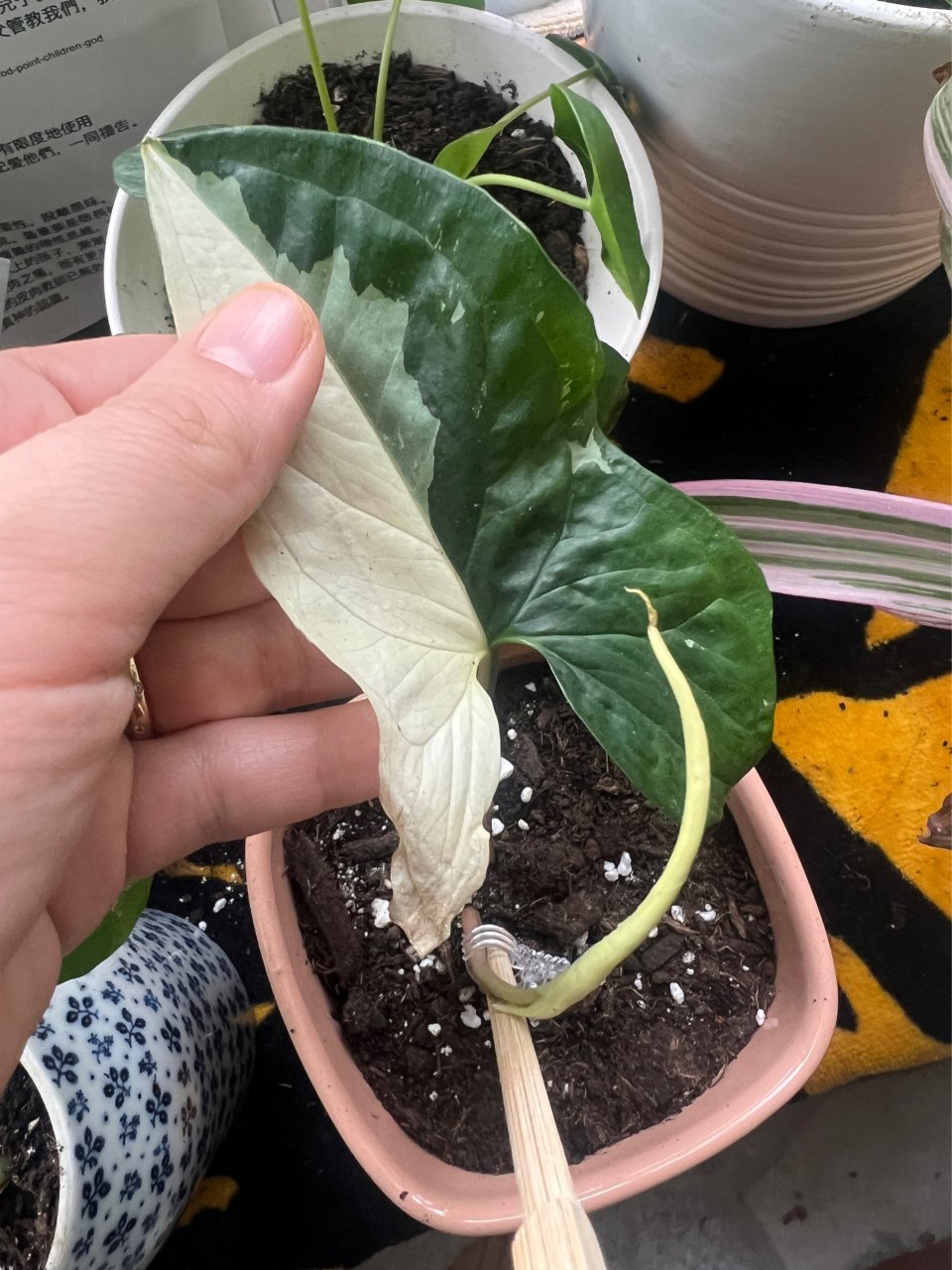 植物