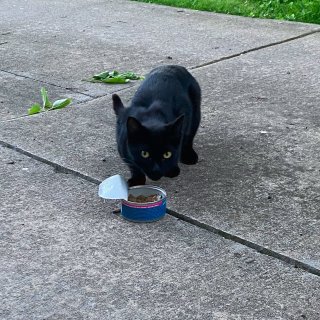 怎么舍得把你拒之门外｜炎夏时节流浪猫救助...