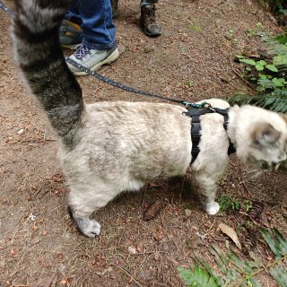 遛猫