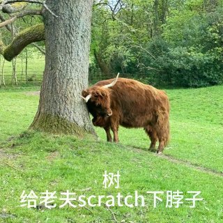 在格拉看到的牛牛合集...