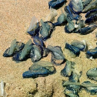 湾区👩🏻‍💻oncall结束去海边冷静一...