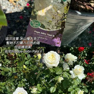 種花讓人開心🌸🪴🪻...