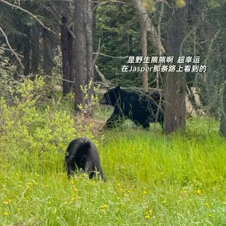 Banff四天三晚(下)|不踩雷路线🚙🏔...