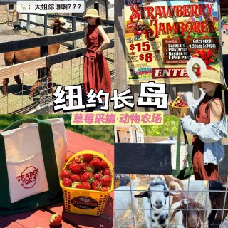 🇺🇸纽约周边｜1h直达可以采🍓的动物农场...