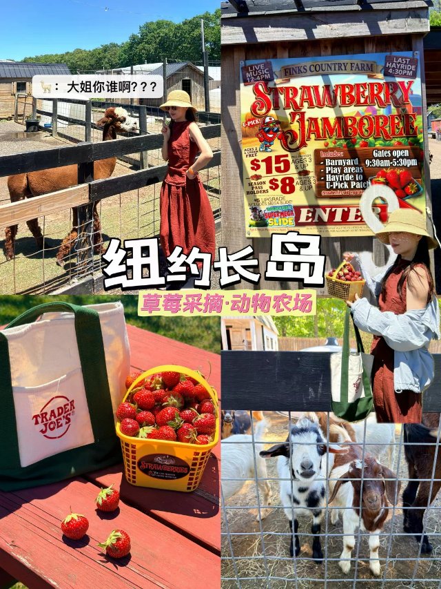 🇺🇸纽约周边｜1h直达可以采🍓的动物农场