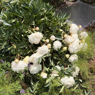 见鹿又见花