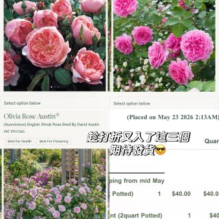 種花讓人開心🌸🪴🪻...