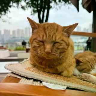 外國朋友預約不了怎麼進園？...
