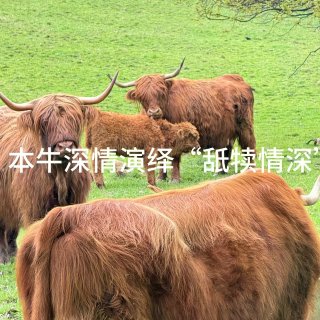 在格拉看到的牛牛合集...