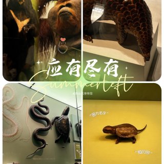 成都自然博物馆｜宝石+恐龙一站式搞定！...