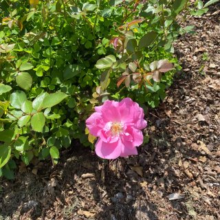  Lyndale Park Garden...