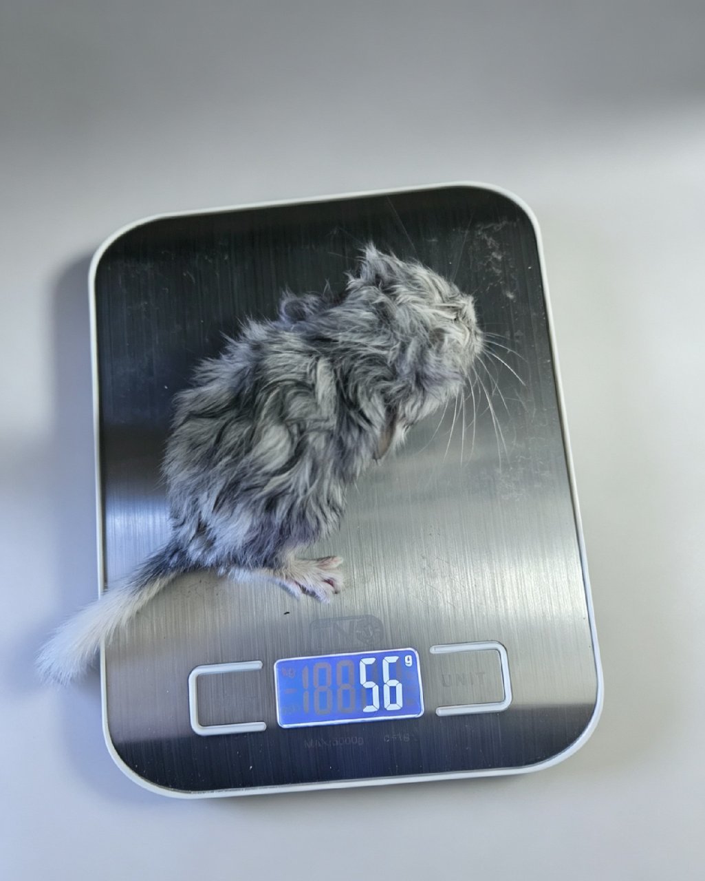 喜提龙猫宝宝💯🎉🎉🎉...