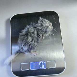 喜提龙猫宝宝💯🎉🎉🎉...