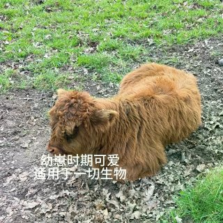 在格拉看到的牛牛合集...
