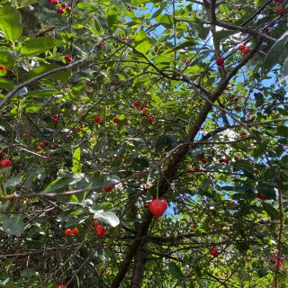 路边的酸樱桃🍒...