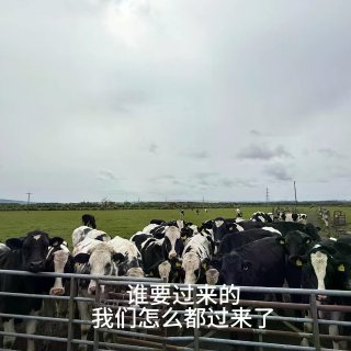 在格拉看到的牛牛合集...