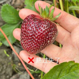 西雅图草莓季🍓U-pick农场推荐&小贴...