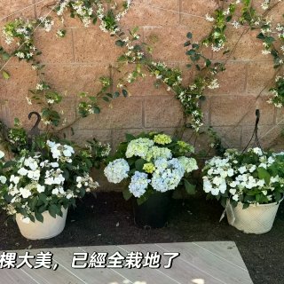 種花讓人開心🌸🪴🪻...