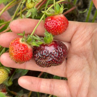 西雅图草莓季🍓U-pick农场推荐&小贴...