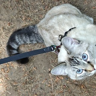 遛猫