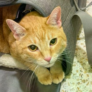 急！！MSP机场求猫条/湿粮...