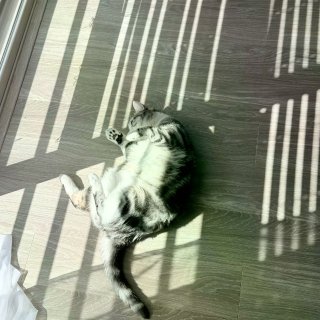 为什么猫猫夏天也要坚持晒太阳...